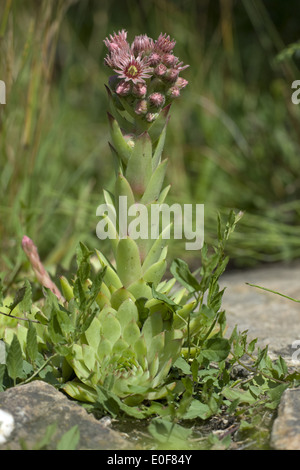 gemeinsamen Hauswurz, Sempervivum Tectorum SSP. alpinum Stockfoto