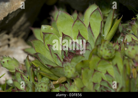 gemeinsamen Hauswurz, Sempervivum Tectorum SSP. alpinum Stockfoto