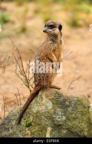 Erdmännchen (Suricata Suricatta) • Nürnberg, Bayern, Deutschland Stockfoto