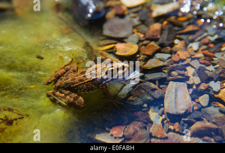 Grüne Seefrosch (Rana Ridibunda) im flachen Wasser Stockfoto