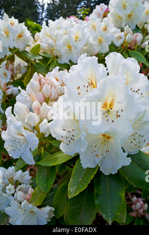Cluster von White rhododendron Blumen in voller Blüte und Öffnen der Blüten. Stockfoto
