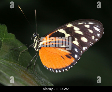 Tiger Longwing, Hecale Longwing oder Golden Longwing Schmetterling (Heliconius Hecale) im Profil Stockfoto