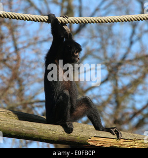 Kolumbianische Black-headed Klammeraffe (Ateles Fusciceps Robustus) im Emmen Zoo, Niederlande Stockfoto