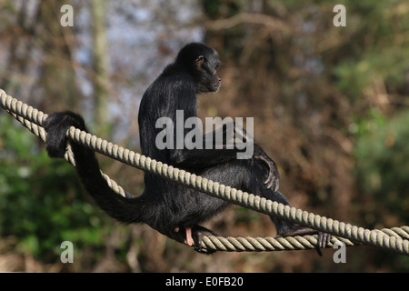 Schwarze Spitze Klammeraffe (Ateles Fusciceps) Stockfoto