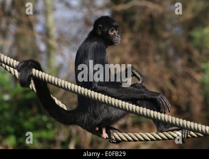 Kolumbianische Black-headed Klammeraffe (Ateles Fusciceps Robustus) hoch oben in den Seilen im Emmen Zoo, Niederlande Stockfoto