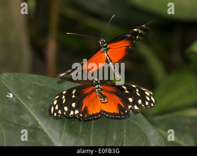 Tiger Longwing, Hecale Longwing oder Golden Longwing Schmetterlinge (Heliconius Hecale), die den Hof vor der Paarung Stockfoto