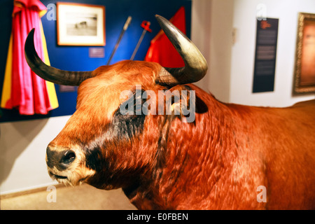 Gefüllte Bull in Valencia Bull Ring Museum Stockfoto