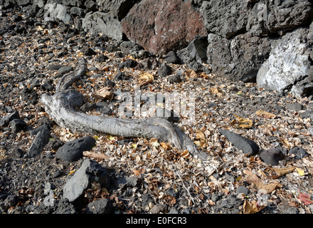 Hikiau Heiau, Kealakekua Bay, Captain Cook, Kailu Kona, Big Island, Hawaii, USA Stockfoto