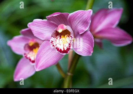 Cymbidium Rosanette Gx. Nahaufnahme einer Orchidee Blume. Stockfoto