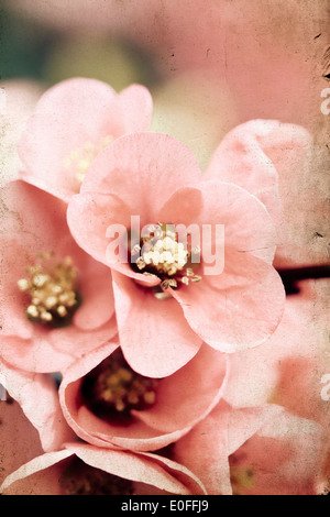 Hautnah auf schöne Frühlingsblumen Stockfoto