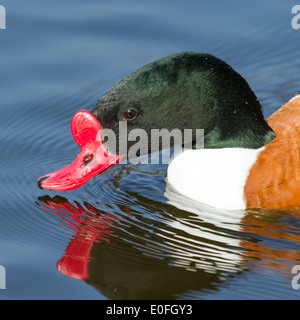 Eine gemeinsame Brandgans ist in einem holländischen See schwimmen. Stockfoto