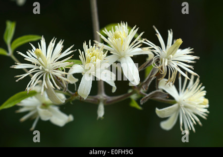 Traveller es Freude Clematis Vitalba mehrjährige Kletterer Stockfoto