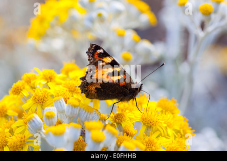 Kleiner Schildpatt Schmetterling mit seinen Flügel halb offen sitzen auf einer Dusty Miller-Pflanze Stockfoto