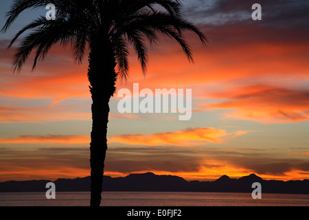 Palme, die Silhouette gegen Morgenhimmel, Loreto, Baja California Sur, Mexiko Stockfoto