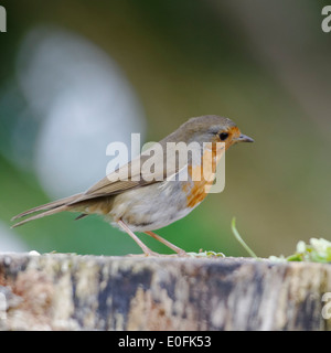 Welsh Garden Birds: Vorsichtig Robin thront auf einem Baumstumpf Stockfoto