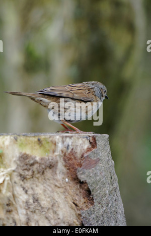 Welsh Garden Birds: Eine Heckenbraunelle sitzt auf einem Baumstumpf Stockfoto