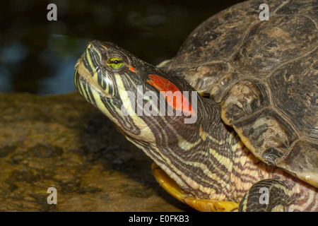 Eine europäische Sumpfschildkröte sitzt auf einem Stein Stockfoto