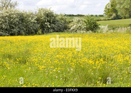 Wiese voller Hahnenfuß Ranunculus Repens Creeping Buttercup Stockfoto