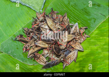 Gekochte Insekten, Markt in Zentral-Thailand Stockfoto