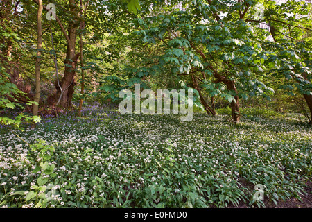 Bärlauch (wilder Knoblauch) und Glockenblumen Blüte im Wald am gemeinsamen West End. Esher, Surrey, England. Stockfoto
