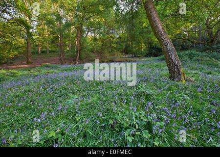 Glockenblumen Blüte im Wald am gemeinsamen West End. Esher, Surrey, England. Stockfoto