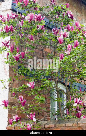 Magnolienbaum wächst gegen einen roten gemauerte Haus Stockfoto