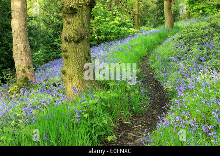 Frühling und ein Pfad schlängelt sich durch Bluebell Woods bei alten Frühholz in Shipley, West Yorkshire, England Stockfoto