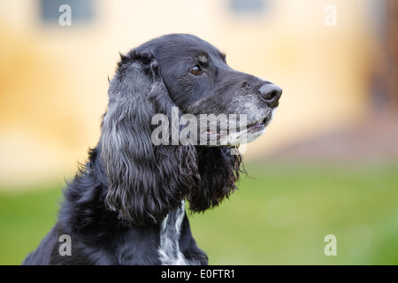 Nahaufnahme der American Cocker Spaniel Rassehund. Stockfoto