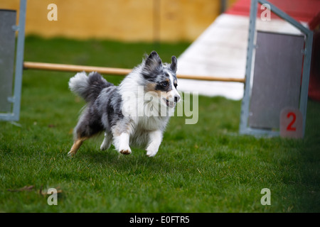 Border-Collie Teilnahme an Agility-Wettbewerb im Freien. Stockfoto