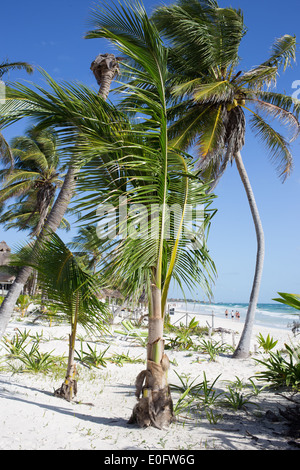 Palmen am Strand von Tulum, Mexiko wehen sanft im Wind gegen ein strahlend blauer Himmel Stockfoto