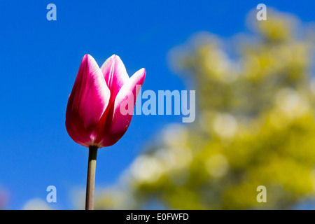 Nahaufnahme von lila und weißen Tulpen in voller Blüte im Frühling. Stockfoto