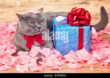 Katze auf die Rosenblätter in der Nähe von Geschenk mit rotem Band und Bogen Stockfoto