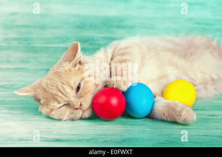 Kleine cremefarbene Katze schlafen naher Ostereier gefärbt Stockfoto