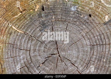rissig und verwitterten alten stumpf zeigt sein Alter in Form von strukturierten Jahrringe in Nahaufnahme abstrakten Hintergrund Stockfoto