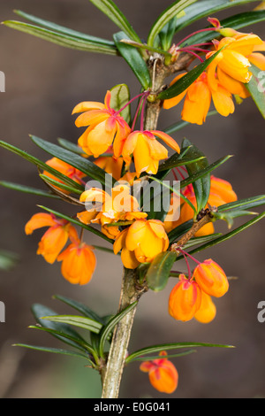 Frühlingsblumen der Berberitze, Berberis Trigona 'Orange King' Stockfoto