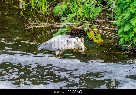 Großen Graureiher stehend in einem seichten Teich oder See Essen und schlucken ein Fisch Stockfoto