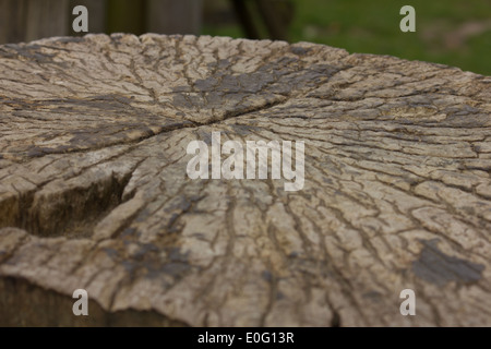 Im Alter von Baumstumpf Stockfoto