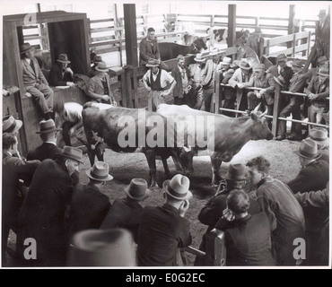 Eine Szene aus dem Warragul-Viehverkauf in Victoria, Australien, wo Milchkühe versteigert werden. Diese Veranstaltung spiegelt die landwirtschaftliche Praxis und Wirtschaft der Region im frühen 20. Jahrhundert wider. Stockfoto