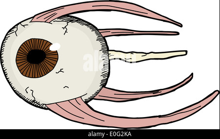 Hand-gezogene Modell des menschlichen Auges mit Muskeln Stockfoto
