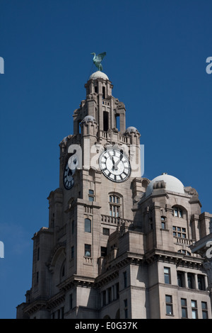 Royal Liver Building Liverpool Stockfoto