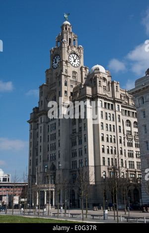 Royal Liver Building Liverpool Stockfoto