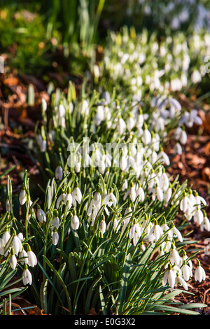 Frühling Schnee Tropfen in voller Blüte Stockfoto