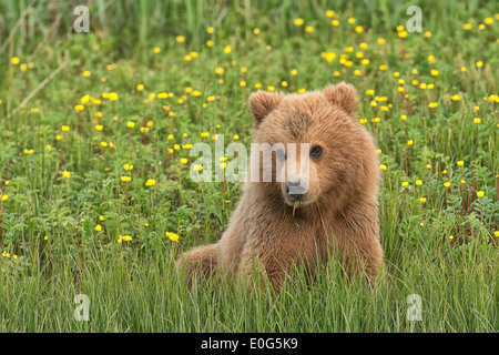 Alaska Brown Bear Cub in Butterblumen Stockfoto