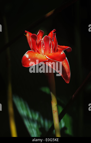 Fackel-Ingwer (Etlingera Elatior) im Regenwald in der Nähe von La Fortuna, Costa Rica Stockfoto