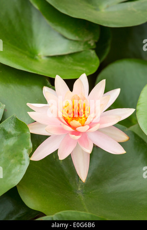 Schöne rosa Seerose closeup Stockfoto