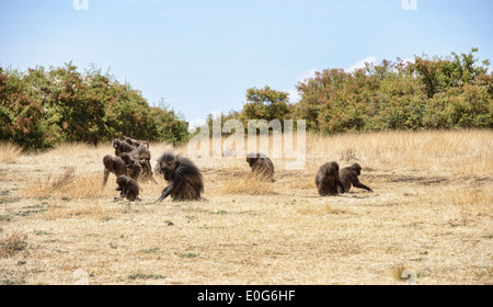 eine Truppe von Gelada Paviane (Theropithecus Gelada) in den Simien-Bergen von Äthiopien Stockfoto