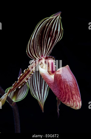 Nahaufnahme einer Paphiopedilum Orchidee Blume. Stockfoto