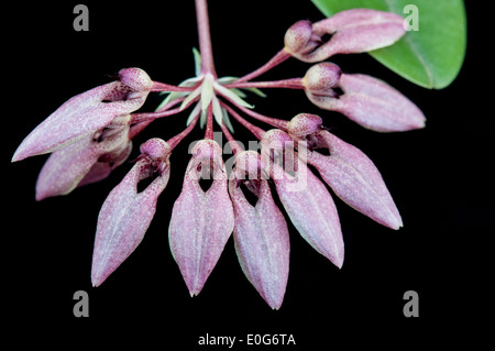 Rosa Blüten von Bulbophyllum Orchideen. Stockfoto