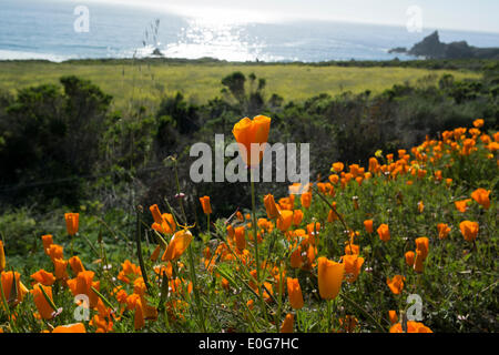 San Simeon, Kalifornien, USA. 12. Mai 2014. California Poppies blühen entlang California Route 1 auf der zentralen Küste von Kalifornien. Eine landschaftlich schöne Strecke von 123-Meile entlang der zentralen Küste von Kalifornien dauert etwa fünf Stunden und umfasst die Big Sur Coast Highway und San Luis Obispo North Coast Byway. Bildnachweis: Jonathan Alcorn/ZUMAPRESS.com/Alamy Live-Nachrichten Stockfoto