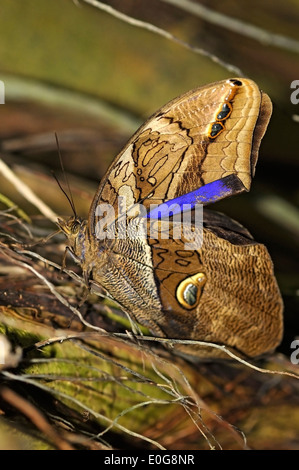 Vertikale Bild des Automedon Riesen Eule Schmetterling, Eryphanis Polyxena, auf dem Boden. Stockfoto